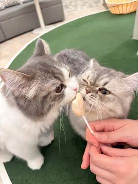 猫カフェモカ イオンモール神戸北店に投稿された画像（2026/8/9）
