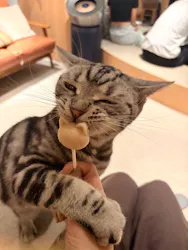 猫カフェモカ　神戸三宮店に投稿された画像（2026/8/9）