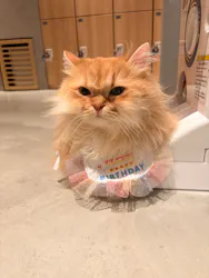 猫カフェモカ　神戸三宮店に投稿された画像（2026/8/9）
