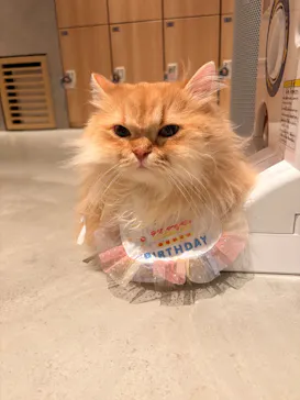 猫カフェモカ　神戸三宮店に投稿された画像（2026/8/9）