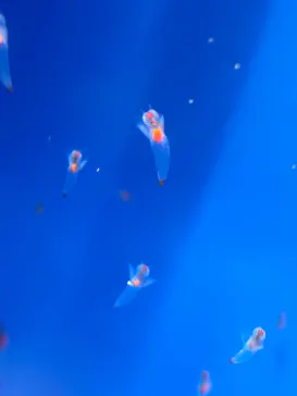 しながわ水族館に投稿された画像（2026/8/9）