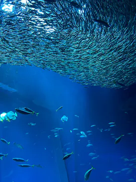アクアワールド茨城県大洗水族館に投稿された画像（2026/8/9）