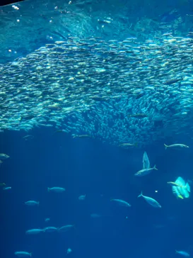 アクアワールド茨城県大洗水族館に投稿された画像（2026/8/9）