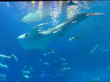 沖縄美ら海水族館に投稿された画像（2026/8/9）