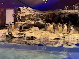 すみだ水族館に投稿された画像（2026/8/9）