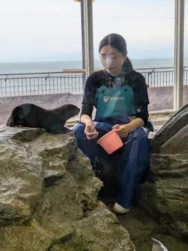 新江ノ島水族館に投稿された画像（2026/8/9）
