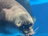 サンシャイン水族館に投稿された画像（2026/8/9）
