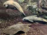 サンシャイン水族館に投稿された画像（2026/8/9）