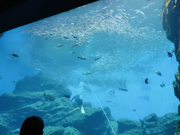 仙台うみの杜水族館に投稿された画像（2026/8/9）