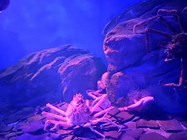 仙台うみの杜水族館に投稿された画像（2026/8/9）