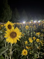 滋賀農業公園ブルーメの丘に投稿された画像（2026/8/9）