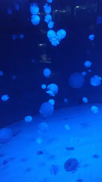 京都水族館に投稿された画像（2026/8/9）