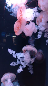 京都水族館に投稿された画像（2026/8/9）