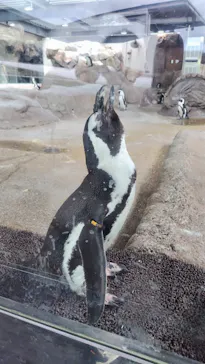 京都水族館に投稿された画像（2026/8/9）