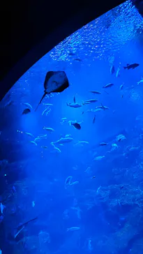 京都水族館に投稿された画像（2026/8/9）