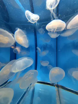 しながわ水族館に投稿された画像（2026/8/9）