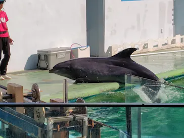 しながわ水族館に投稿された画像（2026/8/9）