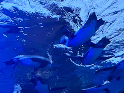 サンシャイン水族館に投稿された画像（2026/8/9）