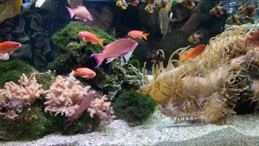 京都水族館に投稿された画像（2026/8/9）