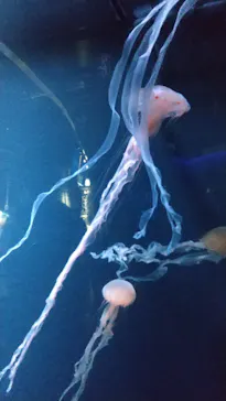 京都水族館に投稿された画像（2026/8/9）