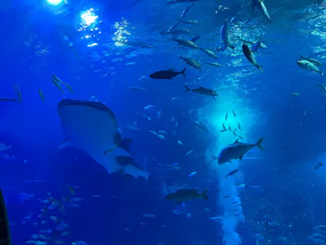 沖縄美ら海水族館に投稿された画像（2026/8/9）