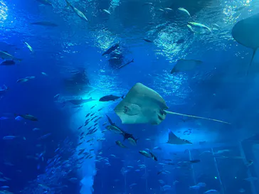 沖縄美ら海水族館に投稿された画像（2026/8/9）