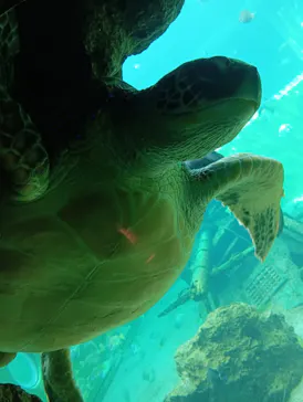 箱根園水族館に投稿された画像（2026/8/9）
