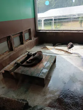 箱根園水族館に投稿された画像（2026/8/9）