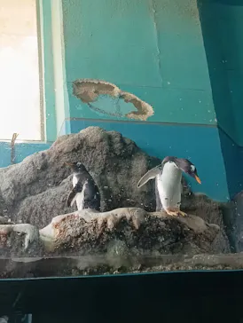 箱根園水族館に投稿された画像（2026/8/9）