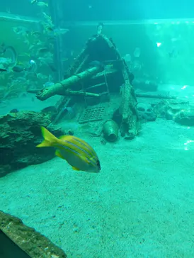 箱根園水族館に投稿された画像（2026/8/9）