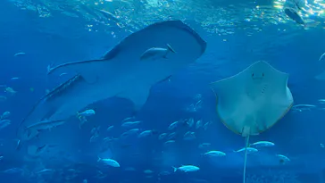 沖縄美ら海水族館に投稿された画像（2026/8/9）
