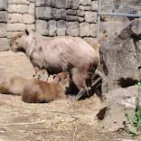 伊豆シャボテン動物公園に投稿された画像（2026/8/10）