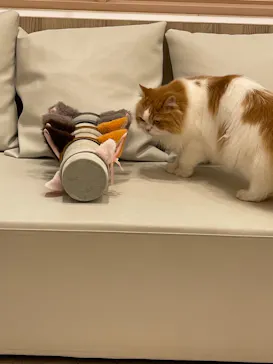 猫カフェモカ　イオンモール幕張新都心店に投稿された画像（2026/8/9）