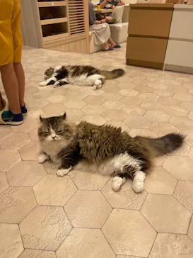 猫カフェモカ　イオンモール幕張新都心店に投稿された画像（2026/8/9）