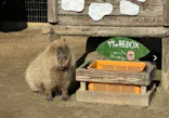 アソビュー！ポイントに投稿された画像（2026/8/10）