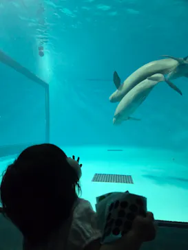 みやじマリン宮島水族館に投稿された画像（2026/8/10）