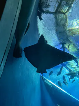 大分マリーンパレス水族館 「うみたまご」に投稿された画像（2026/8/10）