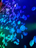 すみだ水族館に投稿された画像（2026/8/10）