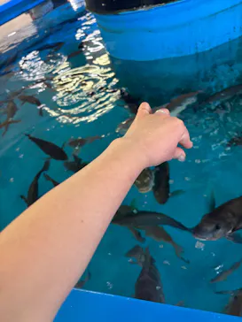 越前松島水族館に投稿された画像（2026/8/10）