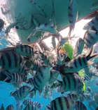 武藤潜水に投稿された画像（2026/8/10）