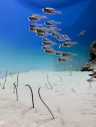 アクアワールド茨城県大洗水族館に投稿された画像（2026/8/10）