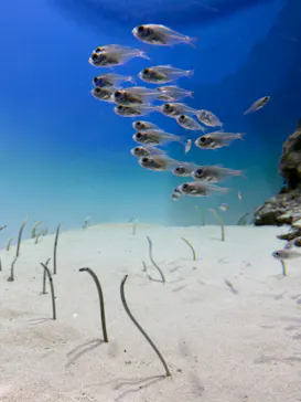 アクアワールド茨城県大洗水族館に投稿された画像（2026/8/10）