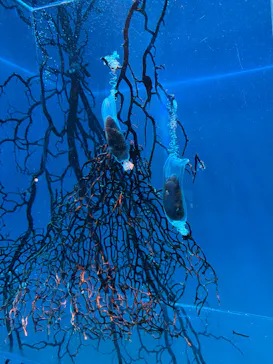 アクアワールド茨城県大洗水族館に投稿された画像（2026/8/10）