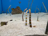 のとじま水族館に投稿された画像（2026/8/10）