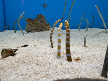 のとじま水族館に投稿された画像（2026/8/10）