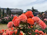京成バラ園に投稿された画像（2026/8/10）