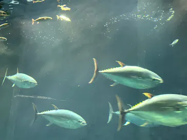 葛西臨海水族園に投稿された画像（2026/8/10）