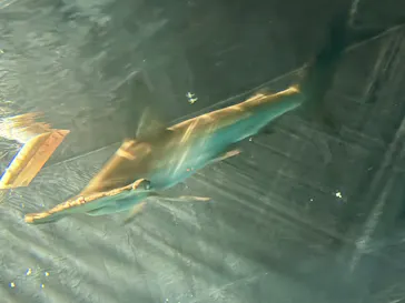 葛西臨海水族園に投稿された画像（2026/8/10）