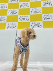 Pet博2026 福岡に投稿された画像（2026/8/10）