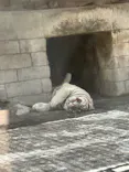 東武動物公園に投稿された画像（2026/8/10）